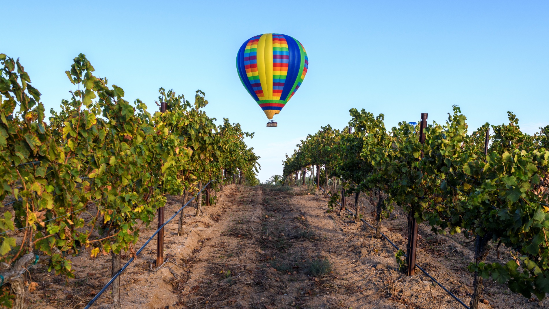 Podrían rescindir el contrato con el Temecula Valley Balloon & Wine Festival