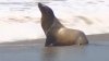 Cientos de focas y leones marinas enfermas por toxina en algas marinas