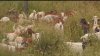 Asignan cientos de cabras de prevención de incendios a laderas de Simi Valley