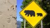 Huellas en la arena revelan el “paseo de medianoche” de un oso en una playa de Malibú