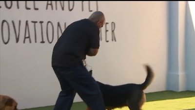 Adopción y entrenamiento de perros en el Valle de San Fernando