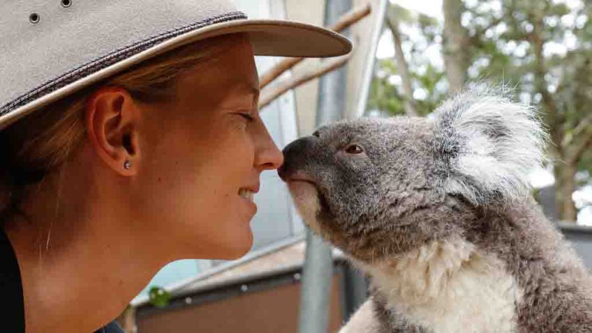 SYDNEY, AUSTRALIA – FEBRUARY 17: Meg Lanning of Australia interacts with a Koala during the ICC 2020 Women’s Twenty20 World Cup Captains media call at Taronga Zoo on February 17, 2020 in Sydney, Australia. (Photo by Brendon Thorne-ICC/ICC via Getty Images)