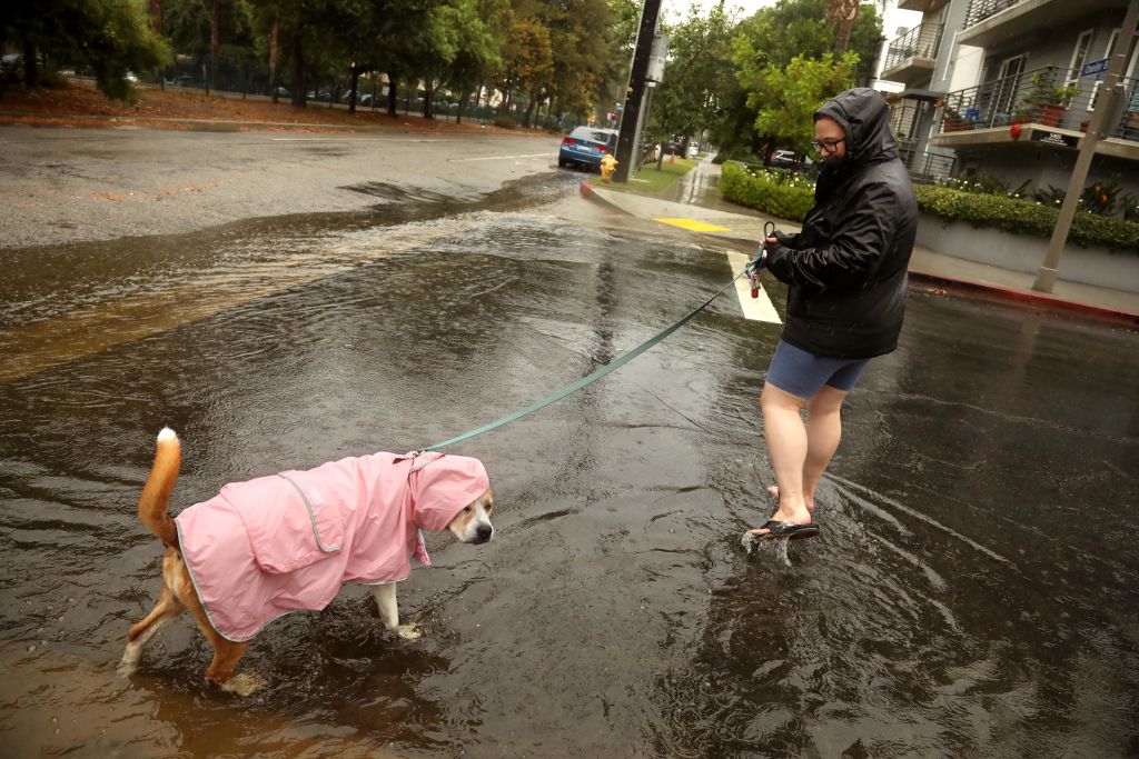 Hillary Tucker, de 34 años, y su perro Oakley, se abren camino a través de una calle inundada, debido a la lluvia de la tormenta tropical. (Genaro Molina / Los Angeles Times via Getty Images)