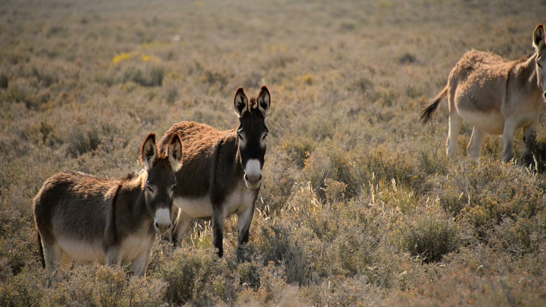 La ejecución ilegal de burros en Death Valley pone en evidencia una complicada controversia en California