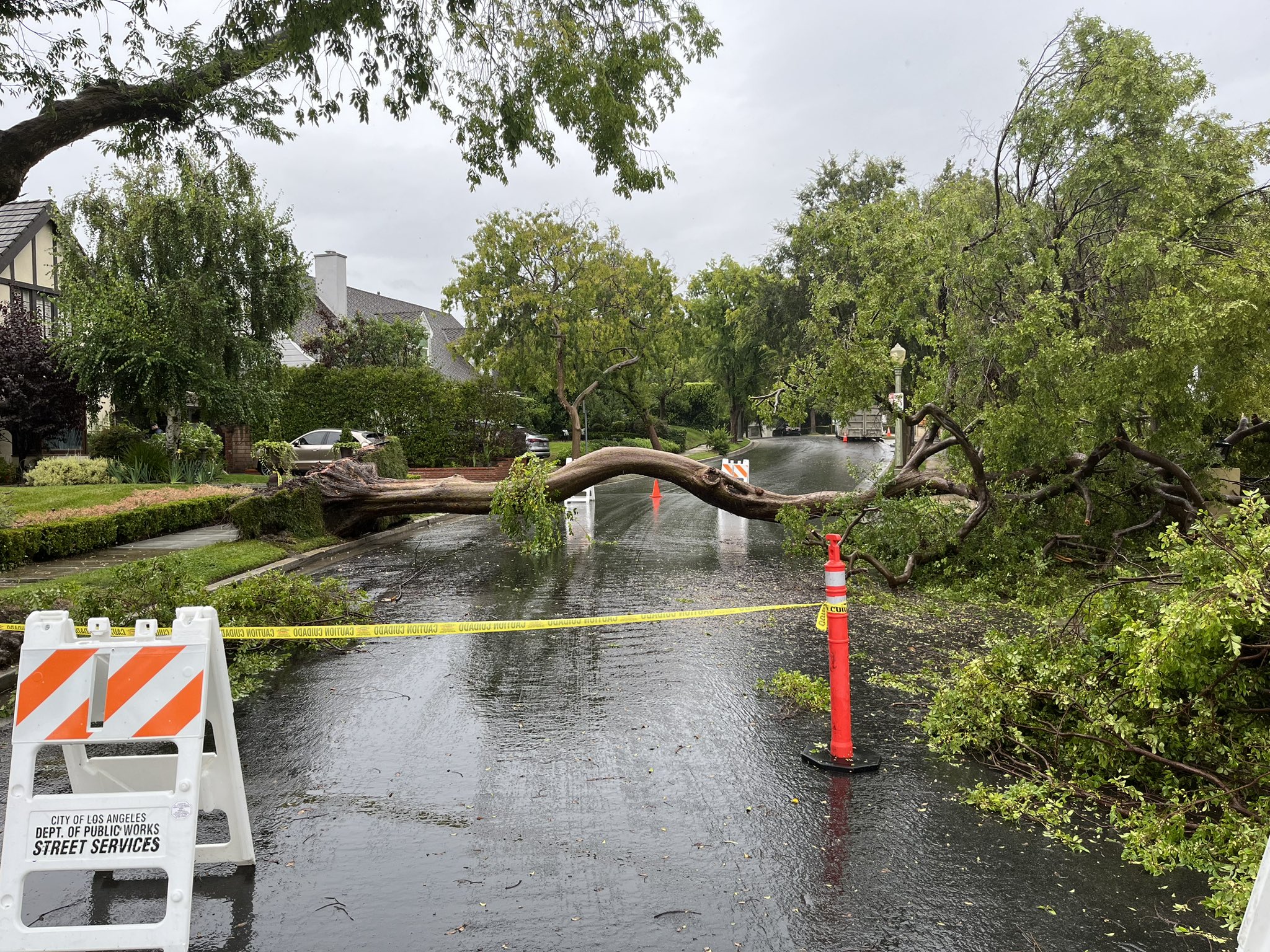 Un árbol caído en una calle residencial en Westwood tras la llegada de la tormenta tropical Hilary al sur de California, el domingo 20 de agosto de 2023.