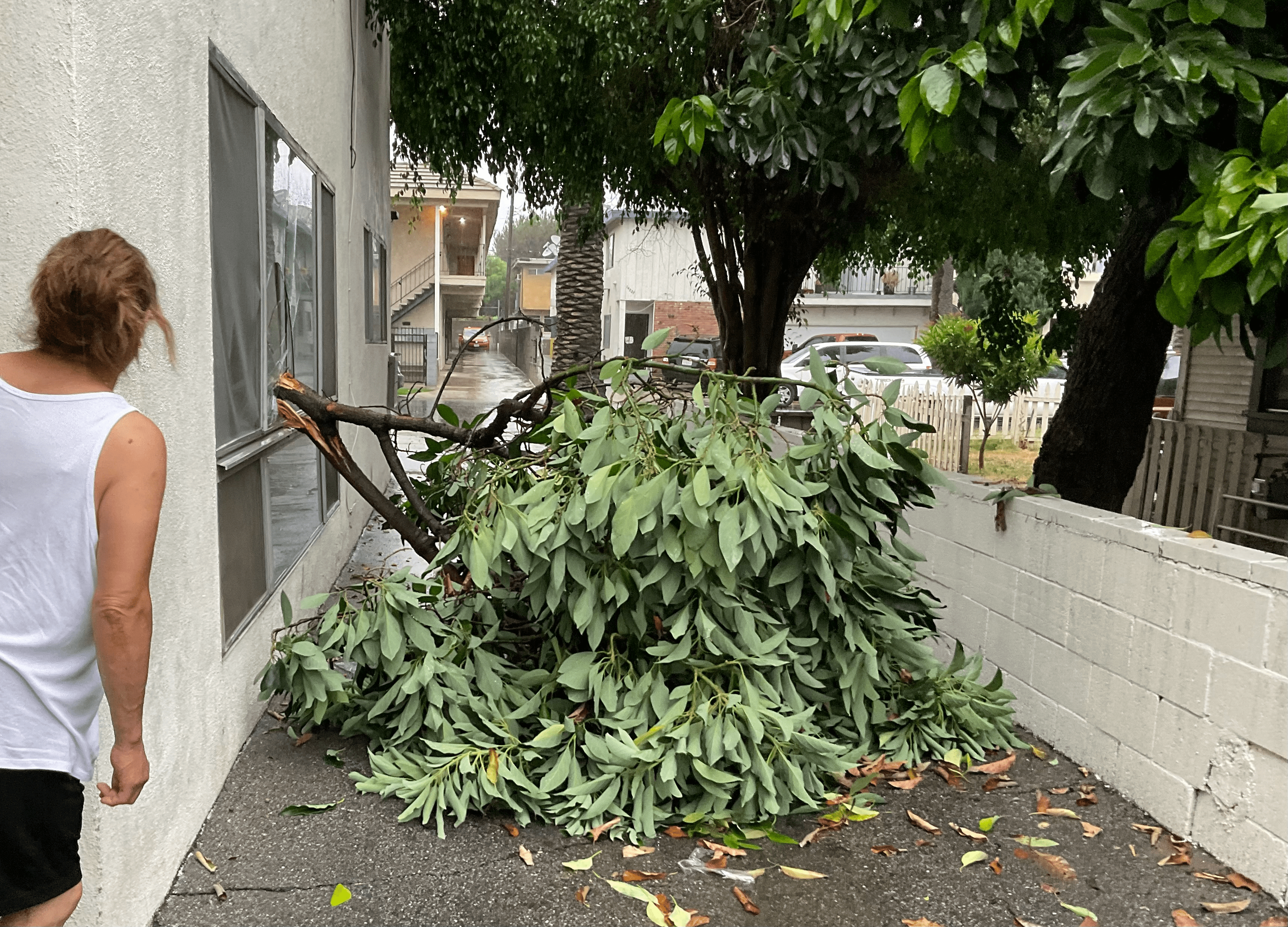 Un árbol caído en Van Nuys el domingo, 20 de agosto.