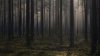 Hallan a niña de 2 años que estaba perdida en un bosque, dormida sobre uno de sus perros