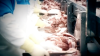 Investigan procesadoras de pollo en California por probable violación de leyes laborales