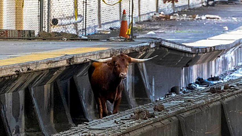 A bull stands on the tracks at Newark Penn Station, Thursday, Dec. 14, 2023, in Newark, N.J.