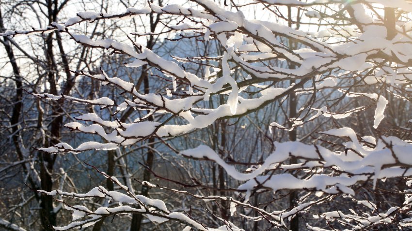 Branches plum tree under snow with sunlight. Winter country garden.