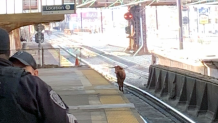 bull Nj transit