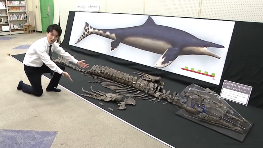 Scientist gestures towards dinosaur fossil at museum in Japan