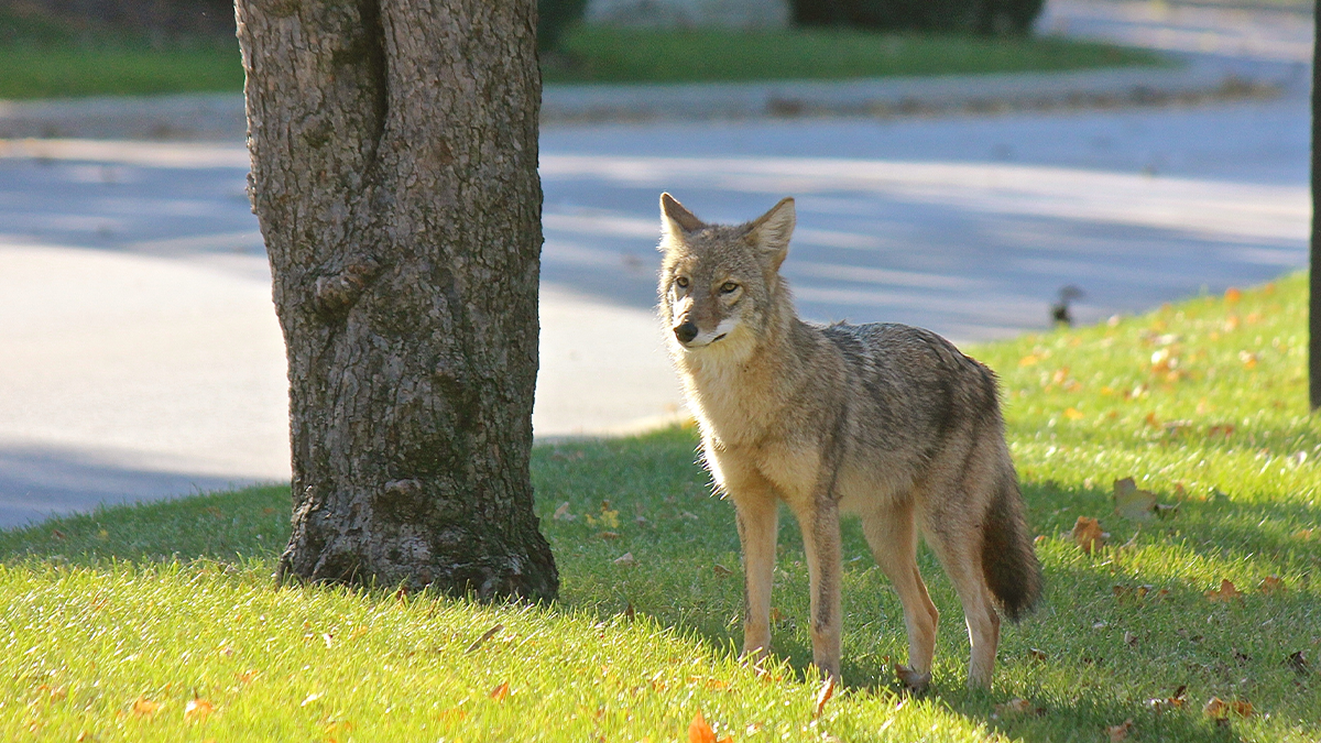 Torrance pone fin a casi una década de captura y sacrificio de coyotes