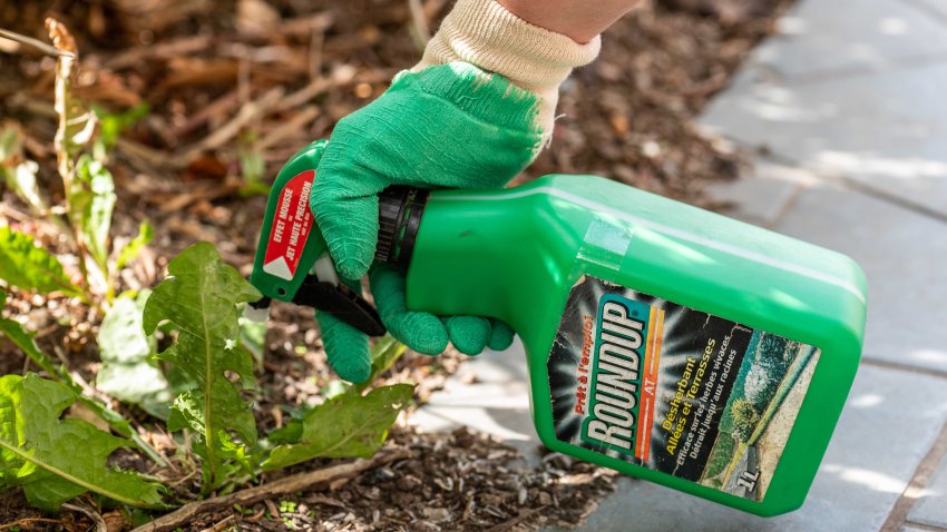 Paris, France – August 15, 2018 : Gardener using Roundup herbicide in a french garden. Roundup is a brand-name of an herbicide containing glyphosate, made by Monsanto Company.