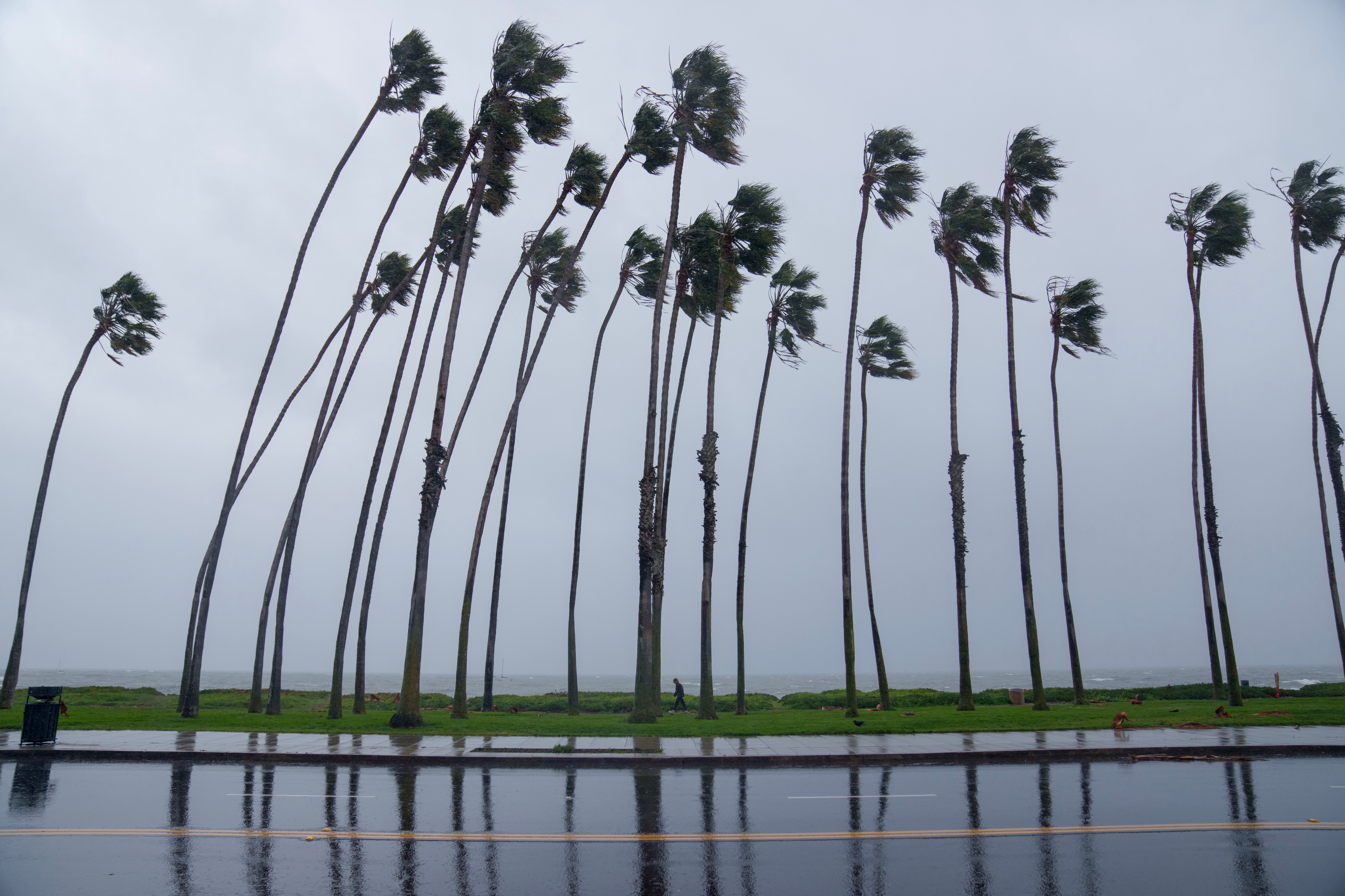 Palmeras dobladas por el viento durante una tormenta en Santa Bárbara, California, EE.UU., el domingo 4 de febrero de 2024. Vientos huracanados azotaron los mares frente a California, mientras que las fuertes lluvias aumentaron el riesgo de inundaciones desde San Francisco hasta San Diego, como otro poderoso La tormenta del Pacífico llegó a las puertas del estado. Fotógrafo: Eric Thayer/Bloomberg vía Getty Images