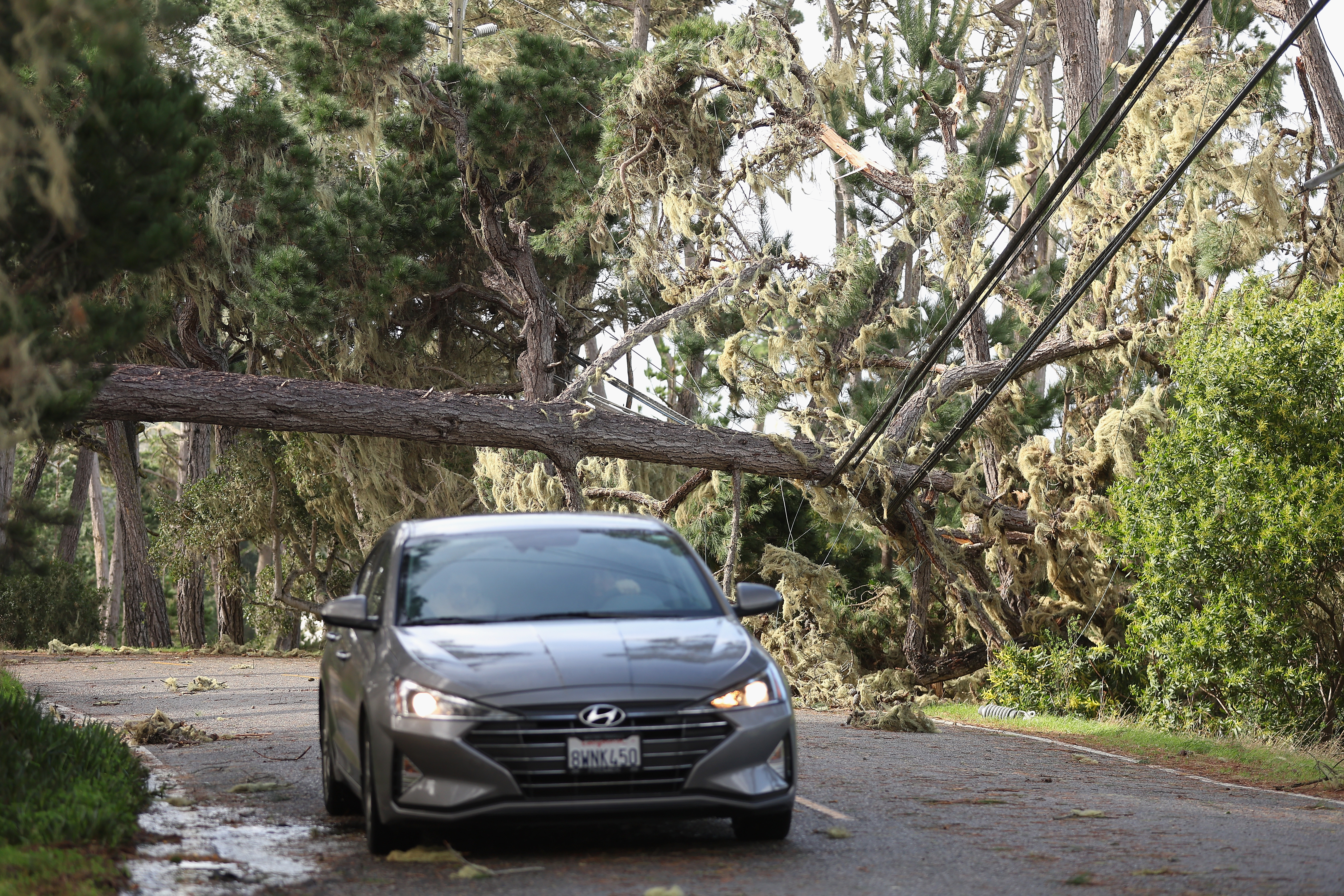 Un árbol caído sobre líneas eléctricas durante el inicio retrasado de la ronda final del AT&T Pebble Beach Pro-Am en Pebble Beach Golf Links el 4 de febrero de 2024 en Pebble Beach, California.