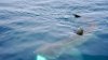 Tiburones de gran tamaño en costa de Ventura dejan asombrados a turistas en el sur de California