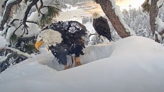 This image from the Friends of the Big Bear Valley eagle camera shows eagles Jackie and Shadow Feb. 7, 2024.
