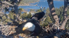 Video: nacimiento de crías de águila calva se espera en vivo desde las montañas del sur de California