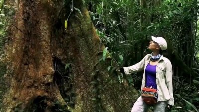 La amazonía peruana enfrenta un gran peligro que pone en peligro este pulmón de la tierra