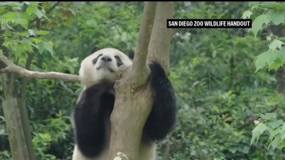 Par de osos llegarán al zoológico de San Diego