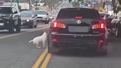 Perro trata de alcanzar al carro de su dueño tras ser abandonado