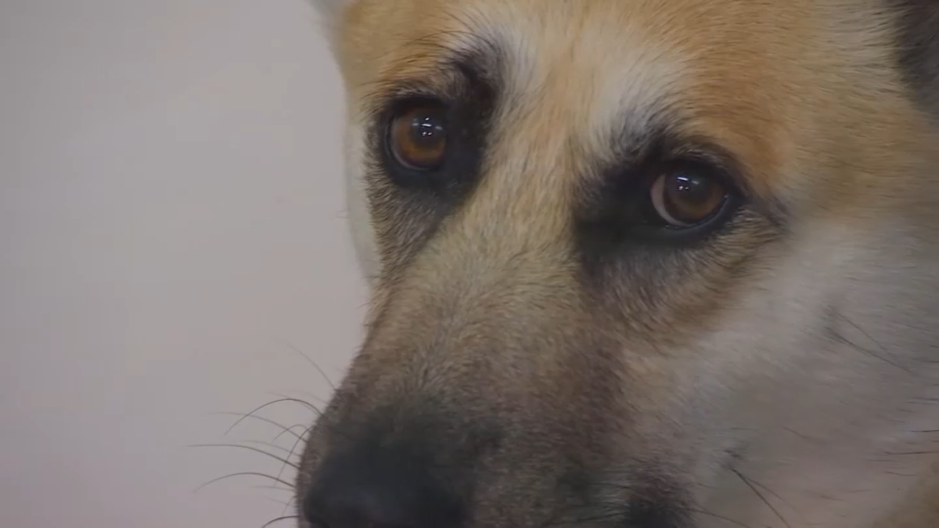 están extintos los perros de agua de san juan