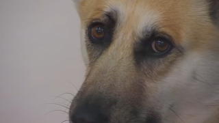 An up-close image of a dog housed at an animal shelter in Los Angeles County.
