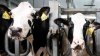 USDA probará carne molida en estados con brotes de gripe aviar en vacas lecheras