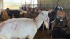 Roban varias cabras preñadas de una granja lechera en Ontario
