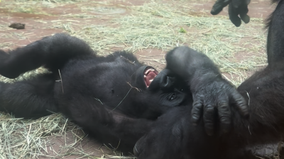 WATCH: Texas gorilla caught tickling her baby during adorable mother-son moment