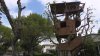 Enorme casa en el árbol de una vivienda en Sherman Oaks podría enfrentar su desaparición