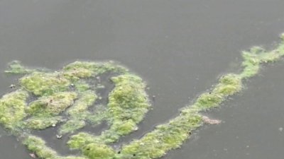 Alga tóxica florece en lagos del sur de California