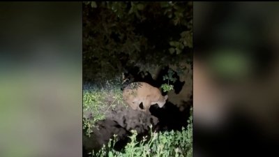 Investigan posible avistamiento de puma en Griffith Park