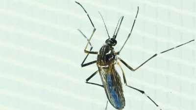 Advierten brote de dengue en continente americano