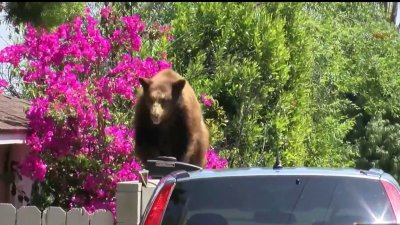 Preocupa presencia de osos en vecindarios de Sierra Madre