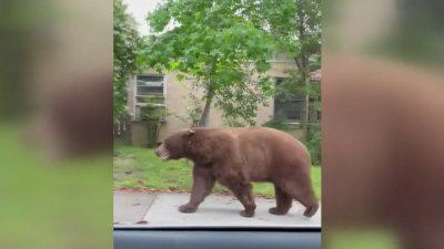 Familia descubre que un oso vive debajo de su casa en California