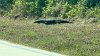En video: lagarto de gran tamaño sorprende conductora en Florida