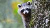 ¿Intrusos enmascarados en Encino? No, solo una familia de mapaches en el tejado