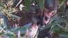 Descubre a un puma en un árbol de su jardín en Woodland Hills