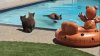 Una osa y dos oseznos disfrutan de un día primaveral en una piscina en Monrovia