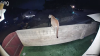Puma visita residencia en Agoura Hills a altas horas de la noche