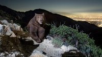 Con una sonrisa: cámara activada por movimiento capta oso “feliz” en montaña