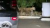 Entusiasmo entre los amantes de la vida silvestre tras avistamiento de puma en Griffith Park