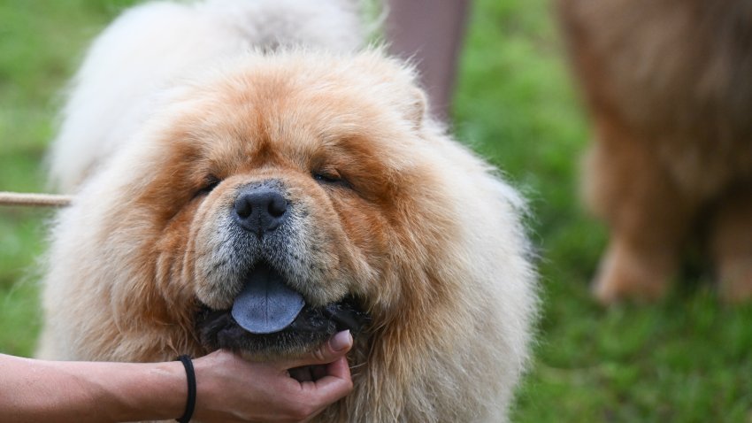 Foto de archivo perro raza Chow Chow.