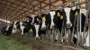 Convertir el estiércol de vaca en combustible podría estar afectando la salud de residentes de California
