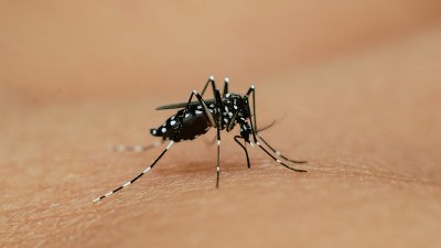 Aumento de casos de dengue: síntomas, contagio y recomendaciones