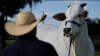 Está valuada en $4 millones y vive en Brasil: es Viatina-19, la vaca más cara del mundo