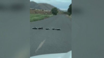 Familia de zorrillos para el tráfico en plena carretera