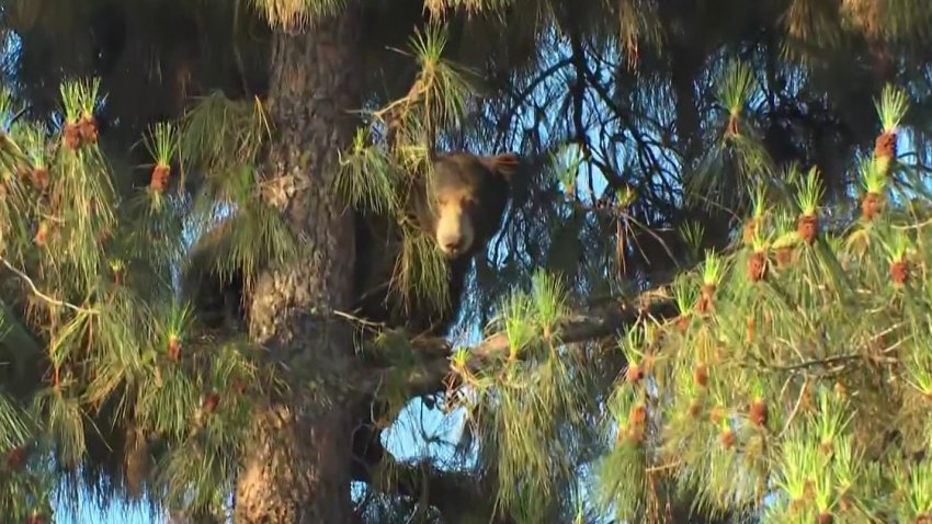 A bear camped out in a tree July 2, 2024 in Chatsworth.